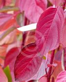 Cornus alba Sibirica