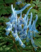 Corydalis flexuosa