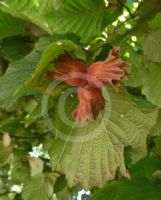 Corylus maxima