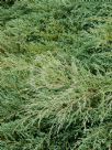 Cupressus macrocarpa Greenstead Magnificent
