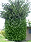 Cupressus macrocarpa