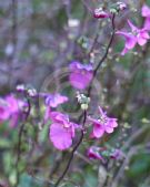 Diascia barberae