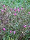 Diascia barberae