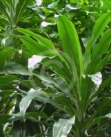 Dracaena fragrans