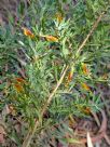 Eremophila glabra