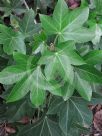 Fatshedera lizei