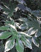 Fatsia japonica Variegata