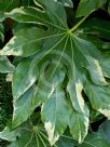 Fatsia japonica Variegata