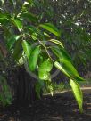Ficus benjamina
