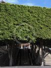 Ficus benjamina