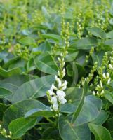 Hardenbergia violacea Flat White