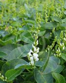 Hardenbergia violacea Flat White