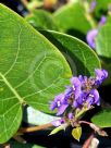 Hardenbergia violacea Sweet Heart