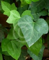 Hedera algeriensis