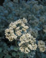 Helichrysum petiolare