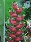 Heliconia caribaea