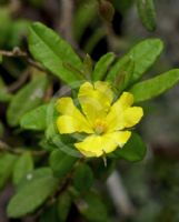 Hibbertia aspera