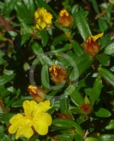 Hibbertia bracteata