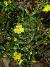 Hibbertia bracteata