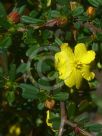 Hibbertia linearis