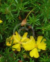 Hibbertia pedunculata