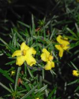 Hibbertia riparia