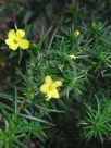 Hibbertia riparia