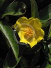 Hibbertia scandens