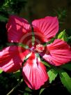 Hibiscus coccineus