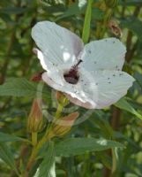 Hibiscus heterophyllus