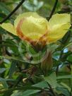 Hibiscus heterophyllus