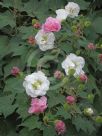 Hibiscus mutabilis Plena