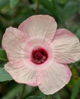 Hibiscus splendens
