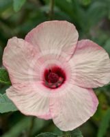 Hibiscus splendens