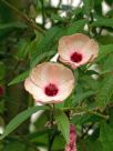 Hibiscus splendens