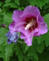 Hibiscus syriacus