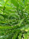 Homalocladium platycladum