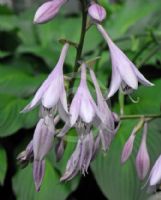 Hosta Fortunei