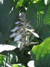 Hosta sieboldiana elegans Elegans