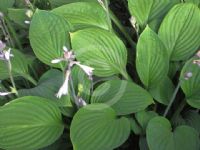 Hosta undulata erromena