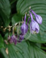 Hosta ventricosa