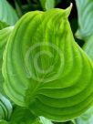 Hosta ventricosa