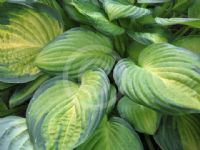 Hosta Gold Standard