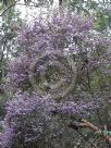Hovea acutifolia