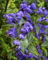 Hovea elliptica