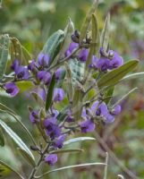 Hovea lanceolata