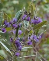 Hovea lanceolata