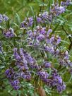 Hovea longifolia