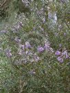 Hovea rosmarinifolia