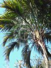 Howea belmoreana